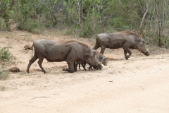 Kruger-1-027