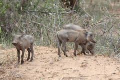 Kruger-1-028