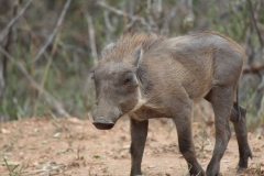 Kruger-1-029
