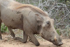 Kruger-1-030