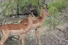 Kruger-1-031