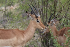 Kruger-1-032