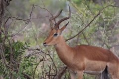 Kruger-1-033