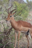 Kruger-1-034