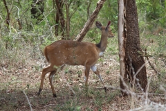 Kruger-1-035