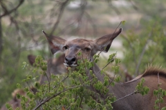 Kruger-1-037