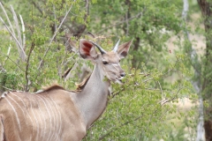 Kruger-1-039