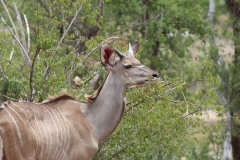 Kruger-1-040