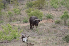 Kruger-1-041