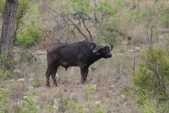 Kruger-1-042