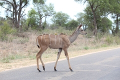 Kruger-1-043