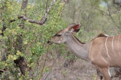 Kruger-1-044