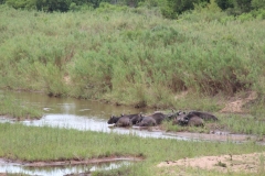 Kruger-1-046
