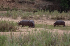 Kruger-1-047