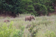 Kruger-1-048
