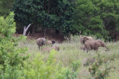 Kruger-1-049