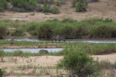 Kruger-1-050