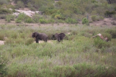 Kruger-1-051