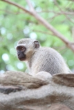 Kruger-1-052