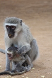 Kruger-1-055