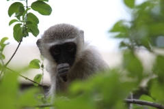 Kruger-1-056