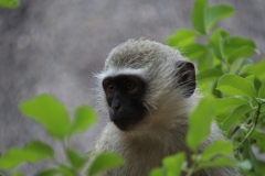 Kruger-1-057