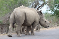 Kruger-1-059