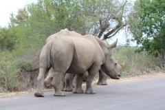 Kruger-1-060
