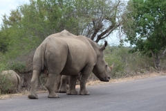 Kruger-1-061