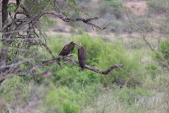 Kruger-1-062