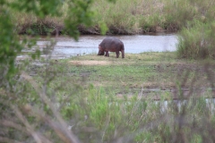 Kruger-1-063