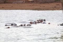 Kruger-1-064
