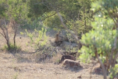 Kruger-1-067
