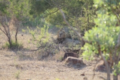 Kruger-1-068
