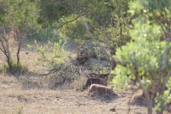 Kruger-1-069