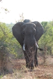Kruger-1-070