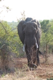 Kruger-1-071