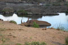 Kruger-1-072