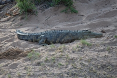 Kruger-1-073