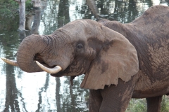 Kruger-1-075
