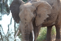 Kruger-1-077