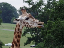 20100731 - Longleat