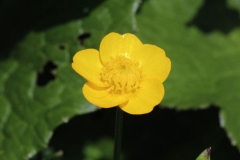 079