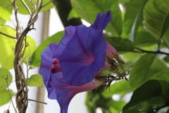 083