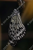 20140301 - Butterfly and Insect World