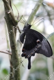 Butterfly-and-Insect-World-003