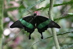 Butterfly-and-Insect-World-005