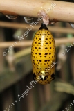 Butterfly-and-Insect-World-014