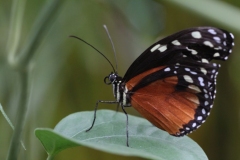 Butterfly-and-Insect-World-003
