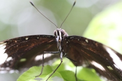 Butterfly-and-Insect-World-004